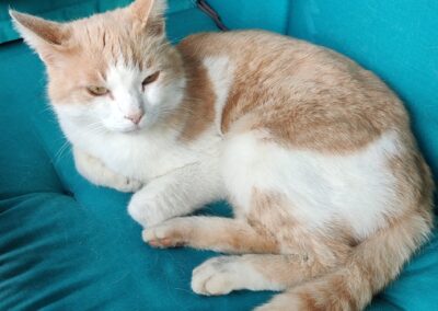 Fundtier Katze, Hopfgarten  (06/2025)