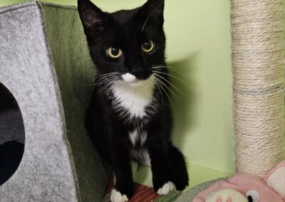 Fundtier Katze, Innsbruck  (06/2025)