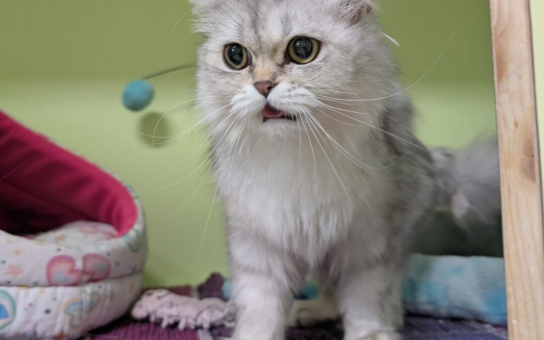 Fundtier Katze, Innsbruck  (06/2025)