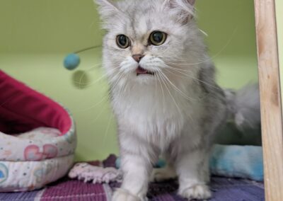 Fundtier Katze, Innsbruck  (06/2025)