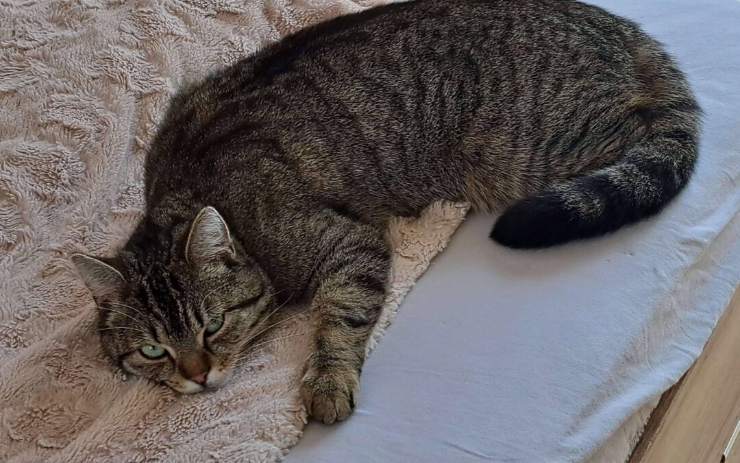 Jojo, Innsbruck  (06/2025)