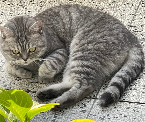 Nuno, Innsbruck  (06/2025)