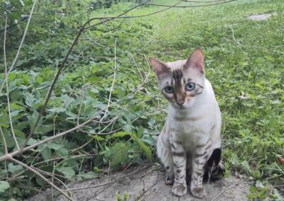 Sichtung Katze, Innsbruck  (06/2025)
