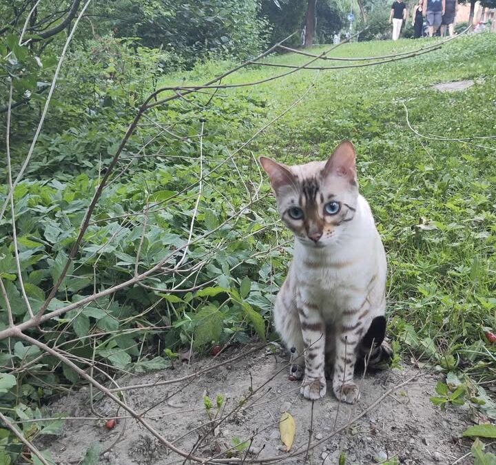 Sichtung Katze, Innsbruck  (06/2025)