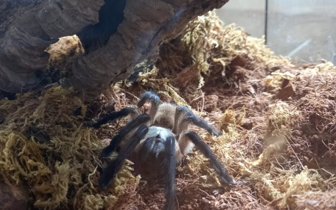 Fundspinne, Innsbruck  (06/2025)