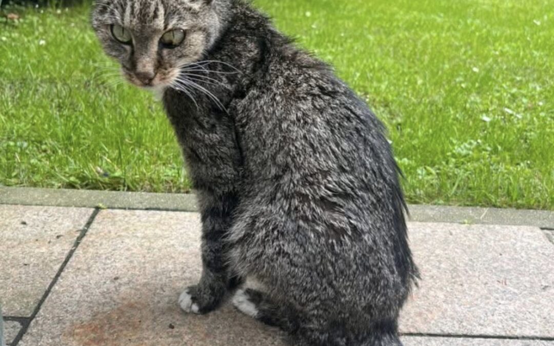 Fundtier Katze, Kirchbichl  (06/2025)