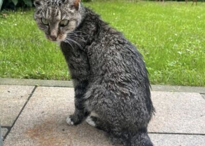 Fundtier Katze, Kirchbichl  (06/2025)