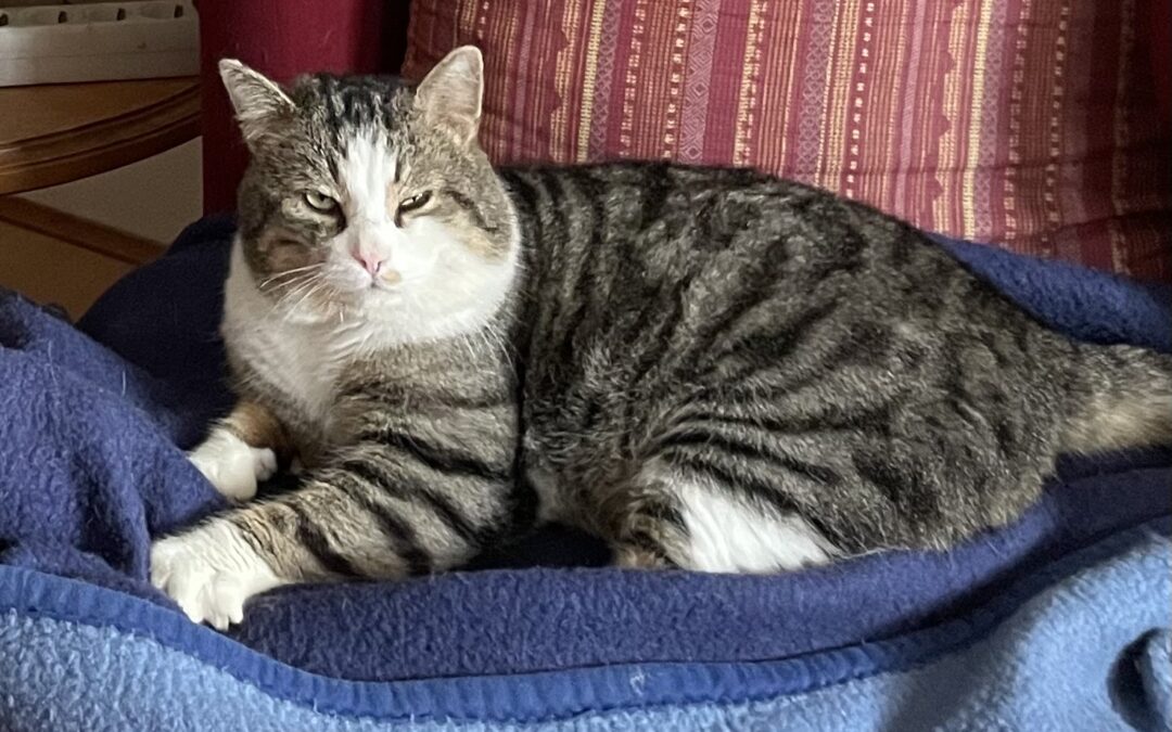 Pepper, Kirchbichl  (06/2025)