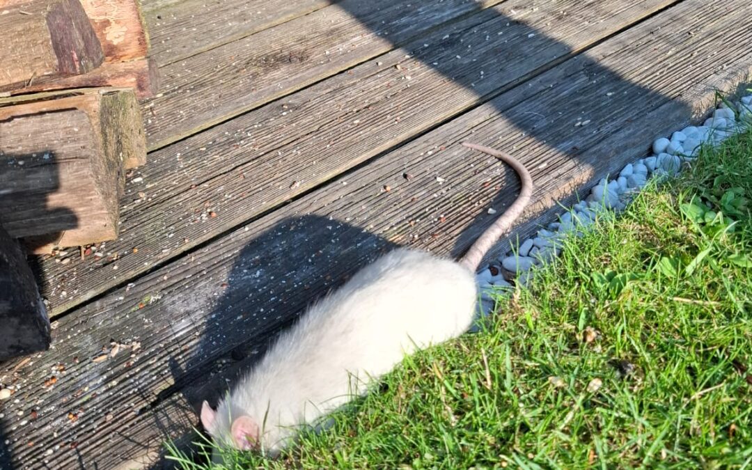Sichtung Ratte, Kirchbichl  (06/2025)