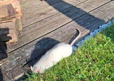Sichtung Ratte, Kirchbichl  (06/2025)
