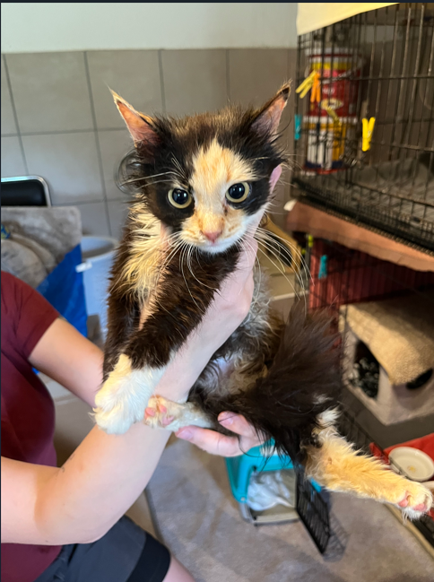 Fundtier Katze, Kitzbühel  (06/2025)