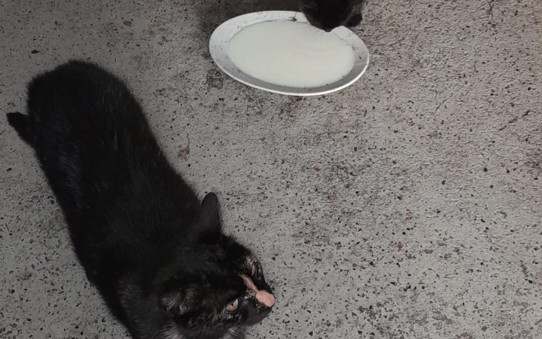 Muggi und Nero, Kundl  (06/2025)
