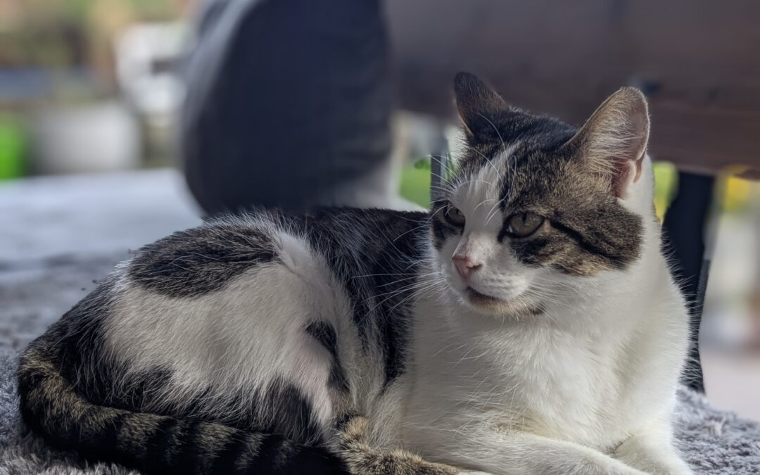 Remy, Unterlangkampfen  (06/2025)