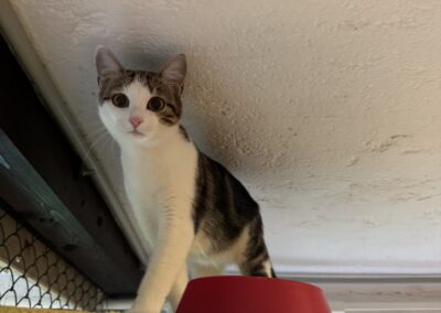 Lila