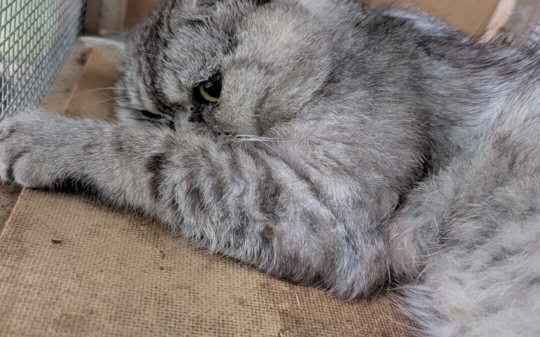 Fundkater, Matrei am Brenner  (06/2025)