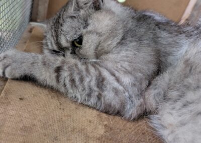 Fundkater, Matrei am Brenner  (06/2025)