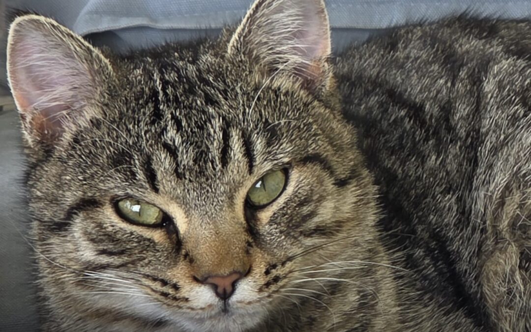 Tiger, Maurach  (06/2025)