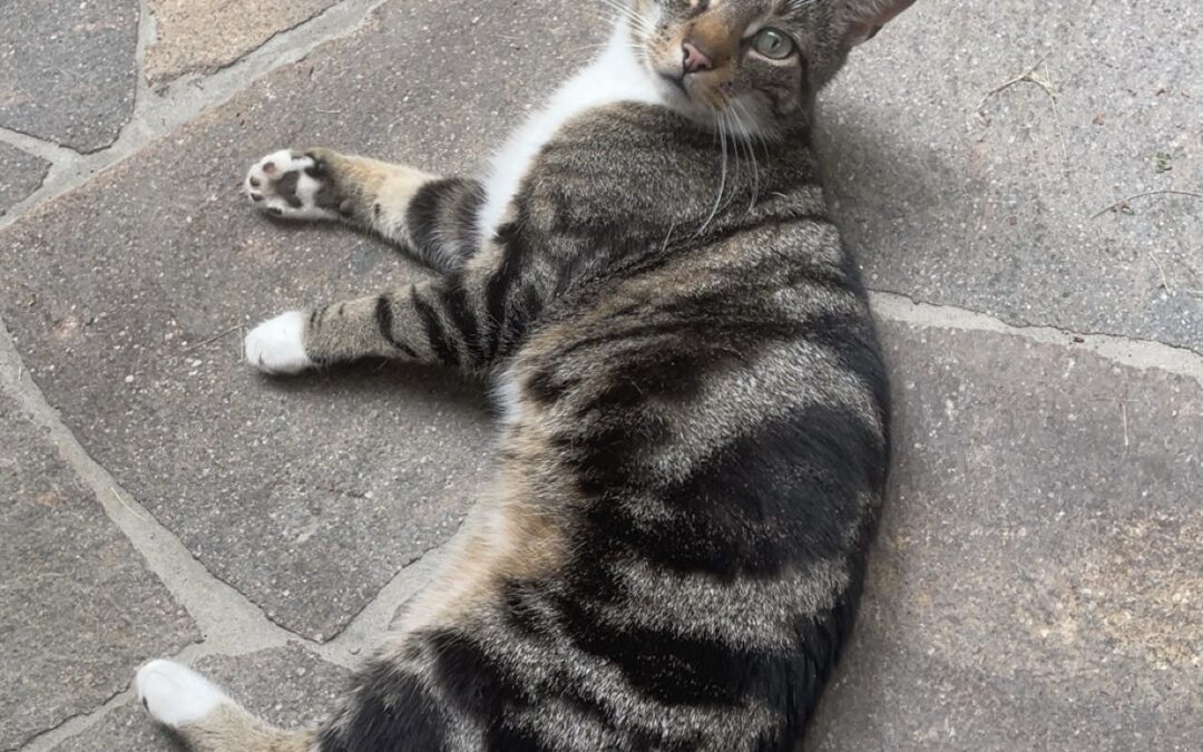 Hansi, Mutters  (06/2025)