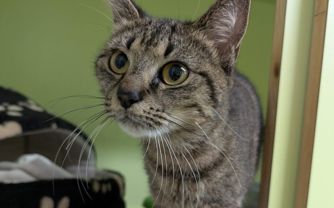 Fundkatze, Innsbruck (06/25)
