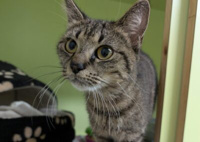 Fundkatze, Innsbruck (06/25)