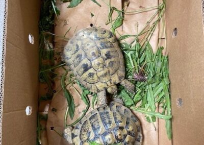Fundtiere Landschildkröten, Polling  (06/2025)
