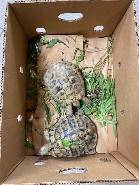 Fundtiere Landschildkröten, Polling  (06/2025)