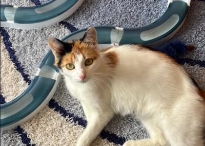 Fundtier Katze, Radfeld  (06/2025)