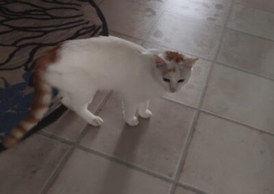 Fundtier Kater, Reith bei Kitzbühl  (06/2025)