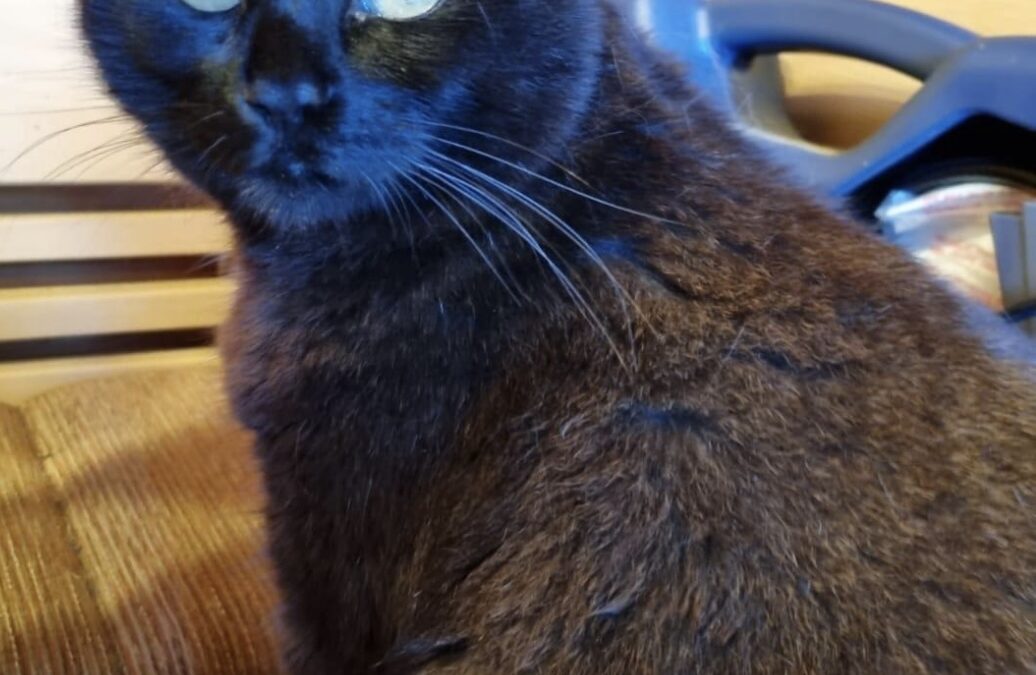 Whisky, Schlitters  (06/2025)