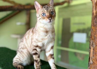 Simba