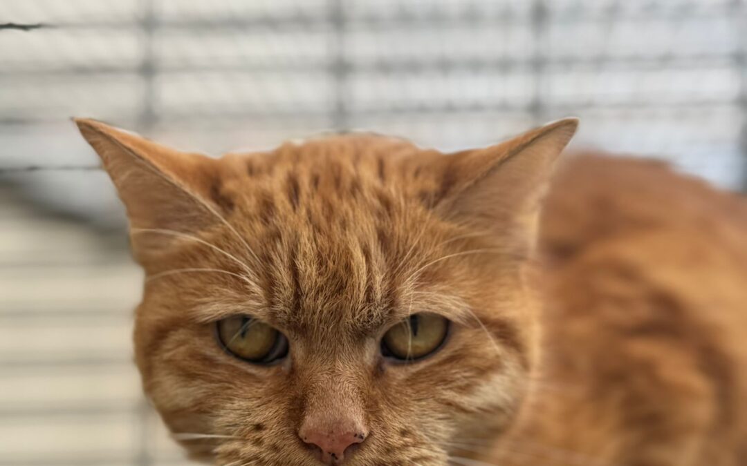 Simba