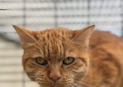 Simba
