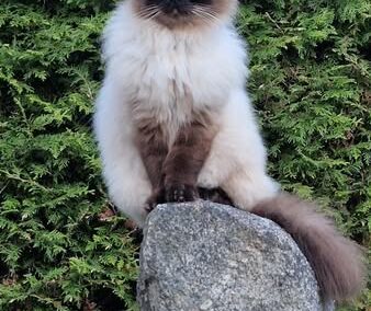 Ilvie, Söll  (06/2026)