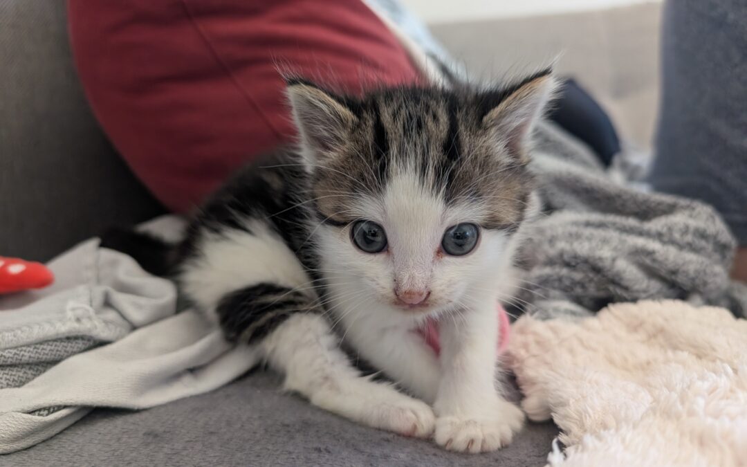 Fundtier Katze, Völs  (06/2025)