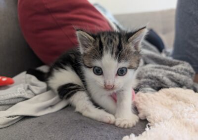 Fundtier Katze, Völs  (06/2025)