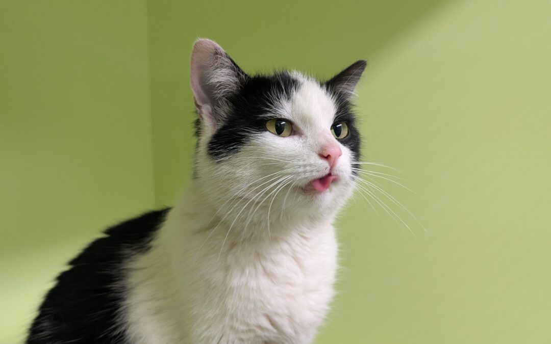 Fundtier Katze, Völs  (06/2025)