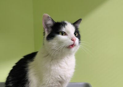 Fundtier Katze, Völs  (06/2025)