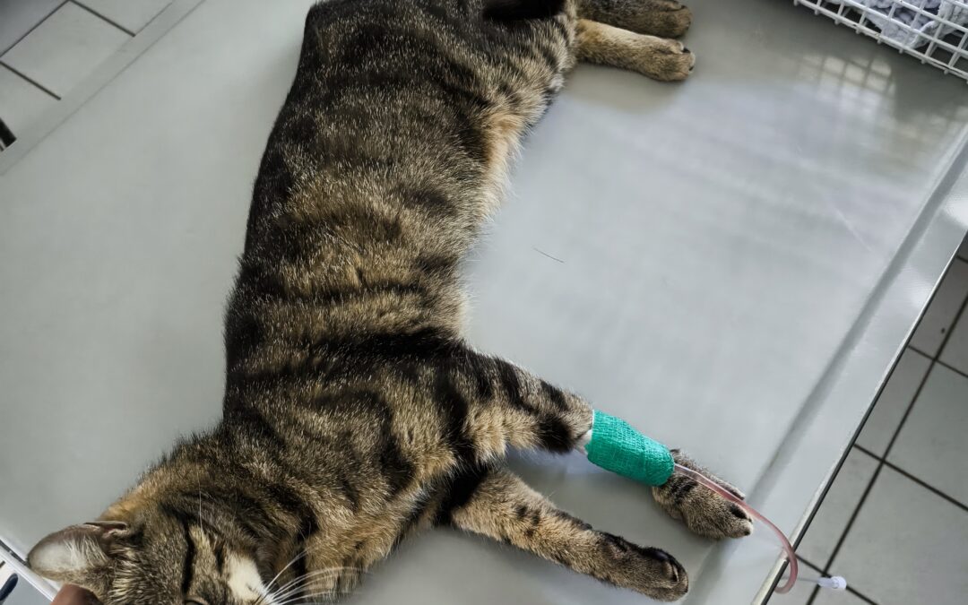 Fundtier Katze, Walchsee  (06/2025)