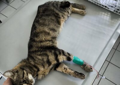 Fundtier Katze, Walchsee  (06/2025)