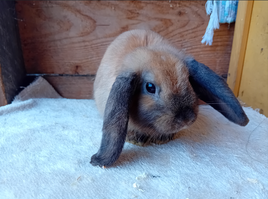 Fundtier Kaninchen, Wörgl  (06/2025)