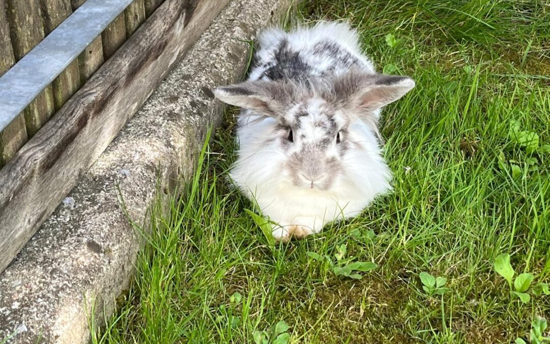 Fundtier Kaninchen, Wörgl (05/2025)