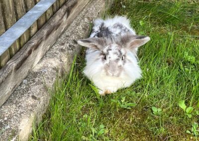 Fundtier Kaninchen, Wörgl (05/2025)