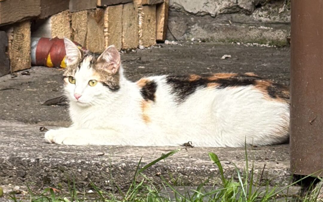 Fundtier Katze, Zell am Ziller  (06/2025)