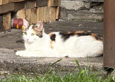 Fundtier Katze, Zell am Ziller  (06/2025)