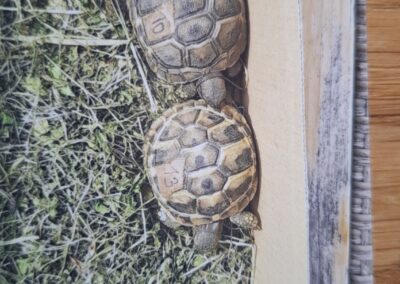 Schildkröte, Zirl  (06/2025)
