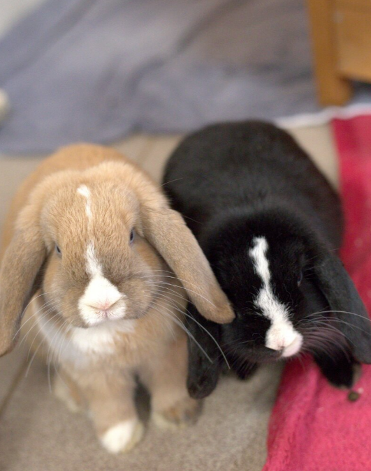Kaninchen