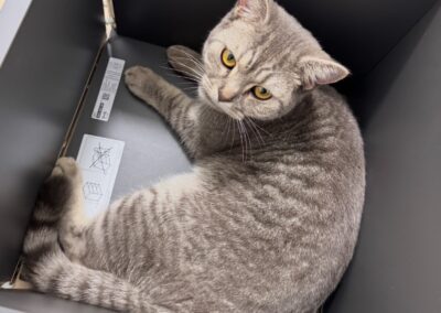 Kater, Absam  (07/2025)
