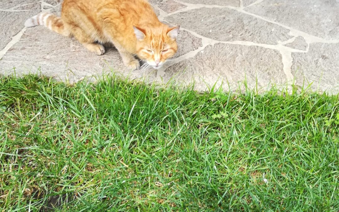 Fundtier Katze, Angerberg  (07/2025)