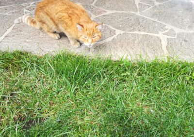 Fundtier Katze, Angerberg  (07/2025)