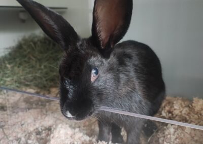 Fundtier Kaninchen, Innsbruck  (07/2025)